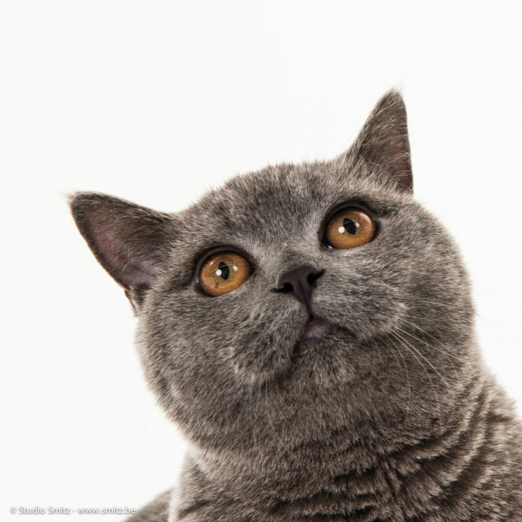 Fotostudio Smitz - Griet Lievens